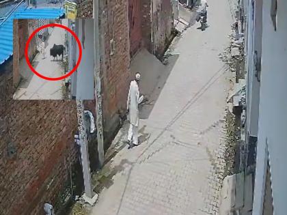 Uttar Pradesh Shocker: 85-Year-Old Man Injured After Bull Attack in Baghpat, CCTV Footage Surfaced | Uttar Pradesh Shocker: 85-Year-Old Man Injured After Bull Attack in Baghpat, CCTV Footage Surfaced