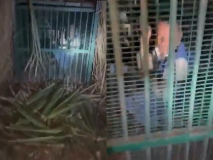 UP Shocker: Man Caught in Leopard Trap After Attempting to Steal Goat Used as Bait, Video Surfaces | UP Shocker: Man Caught in Leopard Trap After Attempting to Steal Goat Used as Bait, Video Surfaces