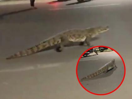 Crocodile Spotted Roaming around the streets in Vadodara’s Fatehgunj Area, Rescued by Forest Team (Watch Video) | Crocodile Spotted Roaming around the streets in Vadodara’s Fatehgunj Area, Rescued by Forest Team (Watch Video)