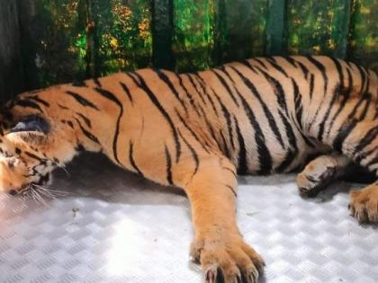 Chandrapur: Roaming tigress captured after 5 months, brings relief to villagers | Chandrapur: Roaming tigress captured after 5 months, brings relief to villagers