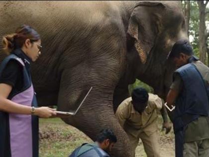 Vantara’s Expanding Role in Wildlife Care and Rehabilitation | Vantara’s Expanding Role in Wildlife Care and Rehabilitation