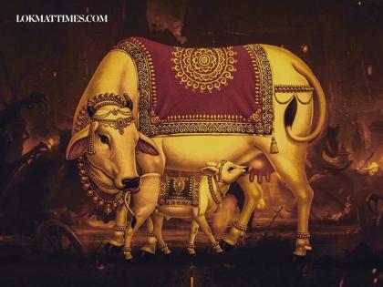 Vasubaras Date 2025: Vastu Tips to Place Kamdhenu Cow Idol for Wealth, Happiness and Prosperity | Vasubaras Date 2025: Vastu Tips to Place Kamdhenu Cow Idol for Wealth, Happiness and Prosperity Vasubaras Date 2025: Vastu Tips to Place Kamdhenu Cow Idol for Wealth, Happiness and Prosperity | Vasubaras Date 2025: Vastu Tips to Place Kamdhenu Cow Idol for Wealth, Happiness and Prosperity