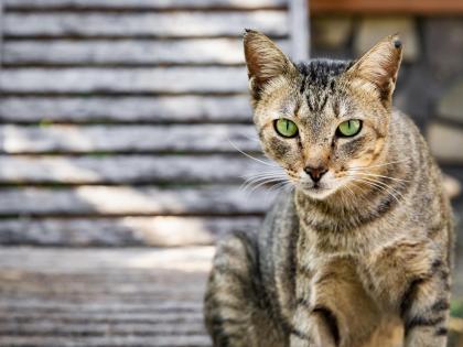 Kerala Shocker: Hungry Man Eats Raw Cat Meat in Malappuram, Shifted to Mental Asylum | Kerala Shocker: Hungry Man Eats Raw Cat Meat in Malappuram, Shifted to Mental Asylum