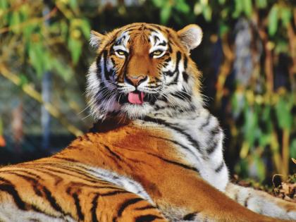 Maharashtra: Sub-adult tiger dies after being hit by car in Gondia district | Maharashtra: Sub-adult tiger dies after being hit by car in Gondia district Maharashtra: Sub-adult tiger dies after being hit by car in Gondia district | Maharashtra: Sub-adult tiger dies after being hit by car in Gondia district