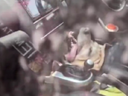 Vrindavan: Pet Dog Dies of Suffocation After Being Left in Locked Car While Owners Visited Temple (Watch Video) | Vrindavan: Pet Dog Dies of Suffocation After Being Left in Locked Car While Owners Visited Temple (Watch Video) Vrindavan: Pet Dog Dies of Suffocation After Being Left in Locked Car While Owners Visited Temple (Watch Video) | Vrindavan: Pet Dog Dies of Suffocation After Being Left in Locked Car While Owners Visited Temple (Watch Video)