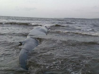 Ratnagiri: Stranded whale calf pushed back into sea after 40 hours | Ratnagiri: Stranded whale calf pushed back into sea after 40 hours