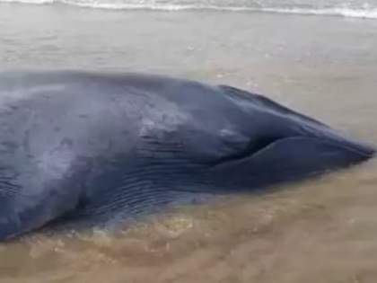 Watch: Whale calf found stranded in Ratnagiri's Ganapatipule, rescue efforts underway | Watch: Whale calf found stranded in Ratnagiri's Ganapatipule, rescue efforts underway