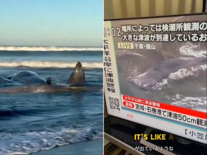Whales Washed Ashore in Japan After Tsunami Hits Island Nation; Videos Surface Whales Washed Ashore in Japan After Tsunami Hits Island Nation; Videos Surface