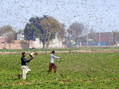 India under locusts threat from Somalia, warns UN Agency | India under locusts threat from Somalia, warns UN Agency