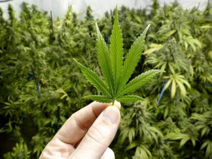 Yavatmal: Over 10 quintal of cannabis grown in crop farms, 4 persons booked | Yavatmal: Over 10 quintal of cannabis grown in crop farms, 4 persons booked