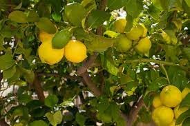 Woman killed by mother-in-law & sister-in-law for plucking lemon from tree | Woman killed by mother-in-law & sister-in-law for plucking lemon from tree Woman killed by mother-in-law & sister-in-law for plucking lemon from tree | Woman killed by mother-in-law & sister-in-law for plucking lemon from tree