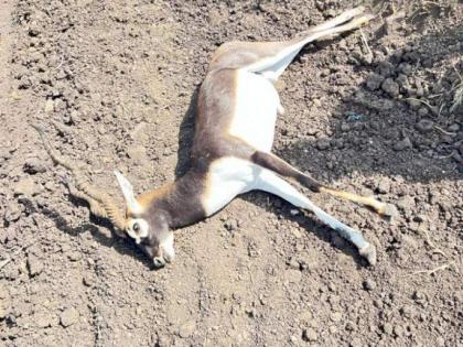 Ahmednagar: Blackbuck killed in car collision on Shrirampur Shirdi road | Ahmednagar: Blackbuck killed in car collision on Shrirampur Shirdi road