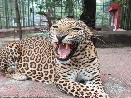 Chhatrapati Sambhajinagar: 15-year-old leopard dies in Siddharth Garden Zoo | Chhatrapati Sambhajinagar: 15-year-old leopard dies in Siddharth Garden Zoo