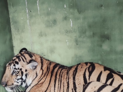 Tigress who Killed Two Women in South Gadchiroli Captured at Last | Tigress who Killed Two Women in South Gadchiroli Captured at Last