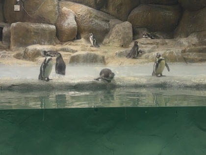 Penguin Popularity Surges in Mumbai's Rani Bagh Zoo with Acquisition Requests | Penguin Popularity Surges in Mumbai's Rani Bagh Zoo with Acquisition Requests