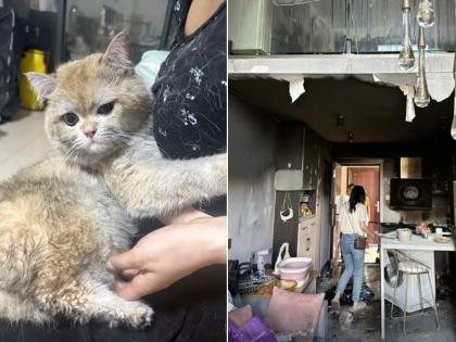 Cat's Playtime Gone Wrong: Chinese Owner Faces Rs 11 Lakh Damage as Pet Triggers Kitchen Fire | Cat's Playtime Gone Wrong: Chinese Owner Faces Rs 11 Lakh Damage as Pet Triggers Kitchen Fire