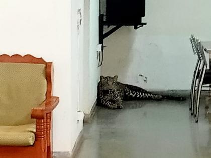 Nashik: Leopard Enters MUHS Guest House, Rescued by Forest Officials | Nashik: Leopard Enters MUHS Guest House, Rescued by Forest Officials