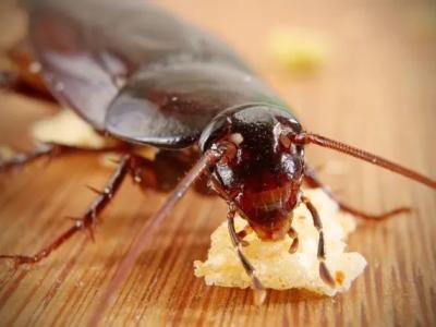 Home Remedies for Eliminating Cockroaches: Effective Ways to Rid Your Home of Pests