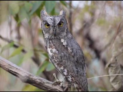 Southern European Owls Make Rare Appearance in Nashik's Vanrai (Watch Video) | Southern European Owls Make Rare Appearance in Nashik's Vanrai (Watch Video) Southern European Owls Make Rare Appearance in Nashik's Vanrai (Watch Video) | Southern European Owls Make Rare Appearance in Nashik's Vanrai (Watch Video)