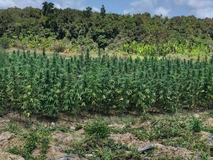 Nashik Police Seize 215 kg of Cannabis Plants Worth ₹12.93 Lakh in Vadner Bhairav | Nashik Police Seize 215 kg of Cannabis Plants Worth ₹12.93 Lakh in Vadner Bhairav Nashik Police Seize 215 kg of Cannabis Plants Worth ₹12.93 Lakh in Vadner Bhairav | Nashik Police Seize 215 kg of Cannabis Plants Worth ₹12.93 Lakh in Vadner Bhairav
