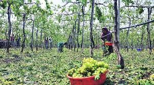 Nashik Sets Ambitious Target to Export 1.6 Lakh Tonnes of Grapes Despite Weather Challenges | Nashik Sets Ambitious Target to Export 1.6 Lakh Tonnes of Grapes Despite Weather Challenges Nashik Sets Ambitious Target to Export 1.6 Lakh Tonnes of Grapes Despite Weather Challenges | Nashik Sets Ambitious Target to Export 1.6 Lakh Tonnes of Grapes Despite Weather Challenges