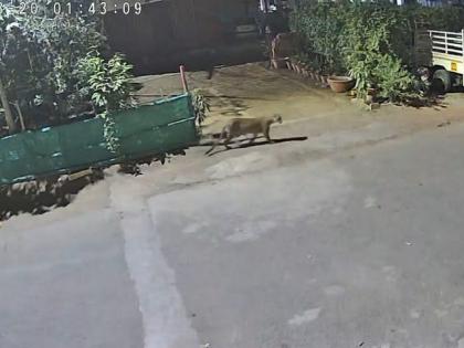 Leopards Spotted in Nashik: Two Big Cats Seen Roaming on Jayabhavani Road, Cage Installed ( Watch Video) | Leopards Spotted in Nashik: Two Big Cats Seen Roaming on Jayabhavani Road, Cage Installed ( Watch Video)