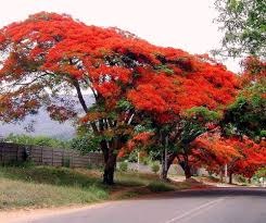 Nashik: 35 Risky Gulmohar Trees to Be Cut Ahead of Monsoon After Fatal Incidents | Nashik: 35 Risky Gulmohar Trees to Be Cut Ahead of Monsoon After Fatal Incidents Nashik: 35 Risky Gulmohar Trees to Be Cut Ahead of Monsoon After Fatal Incidents | Nashik: 35 Risky Gulmohar Trees to Be Cut Ahead of Monsoon After Fatal Incidents