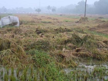Unseasonal Rains Damage Crops on 3,454 Hectares in Nashik District; Mango, Onion, Vegetables Affected | Unseasonal Rains Damage Crops on 3,454 Hectares in Nashik District; Mango, Onion, Vegetables Affected Unseasonal Rains Damage Crops on 3,454 Hectares in Nashik District; Mango, Onion, Vegetables Affected | Unseasonal Rains Damage Crops on 3,454 Hectares in Nashik District; Mango, Onion, Vegetables Affected