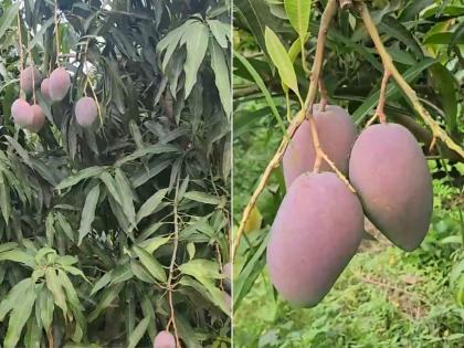 Operation Sindoor Immortalized in Mango: Bihar Farmer’s Unique Salute to Nation (Watch Video) | Operation Sindoor Immortalized in Mango: Bihar Farmer’s Unique Salute to Nation (Watch Video) Operation Sindoor Immortalized in Mango: Bihar Farmer’s Unique Salute to Nation (Watch Video) | Operation Sindoor Immortalized in Mango: Bihar Farmer’s Unique Salute to Nation (Watch Video)