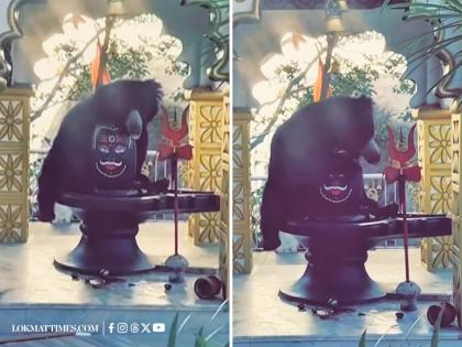 Wild Bear Hugs Shivling at Chandi Mata Mandir Chhattisgarh; Heartwarming Video Goes Viral | Wild Bear Hugs Shivling at Chandi Mata Mandir Chhattisgarh; Heartwarming Video Goes Viral Wild Bear Hugs Shivling at Chandi Mata Mandir Chhattisgarh; Heartwarming Video Goes Viral | Wild Bear Hugs Shivling at Chandi Mata Mandir Chhattisgarh; Heartwarming Video Goes Viral