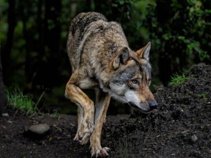 UP: Bahraich's Wolf Terror Ends; Final Pack Member Killed by Villagers