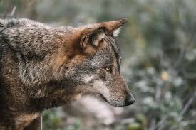 Tragedy in Bahraich: Toddler Snatched from Mother’s Lap and Killed by Wolves in Uttar Pradesh Village (Watch Video) | Tragedy in Bahraich: Toddler Snatched from Mother’s Lap and Killed by Wolves in Uttar Pradesh Village (Watch Video) Tragedy in Bahraich: Toddler Snatched from Mother’s Lap and Killed by Wolves in Uttar Pradesh Village (Watch Video) | Tragedy in Bahraich: Toddler Snatched from Mother’s Lap and Killed by Wolves in Uttar Pradesh Village (Watch Video)