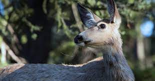 New ‘zombie deer disease’ sparks fears of possible spread to humans | New ‘zombie deer disease’ sparks fears of possible spread to humans