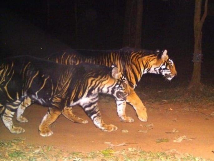 Rare Sighting Of Black Tiger In Similipal Tiger Reserve Goes Viral