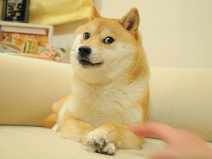 kabuso-doge-dies_202405744332.jpeg