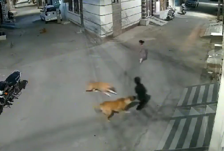 Punjab: Stray Dogs Attack on Child in Bathinda's National Colony ...