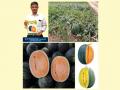 East-West Seed India launches Orange and Yellow Munch watermelons   - Hindi News | East-West Seed India launches Orange and Yellow Munch watermelons   | Latest business News at Lokmattimes.com