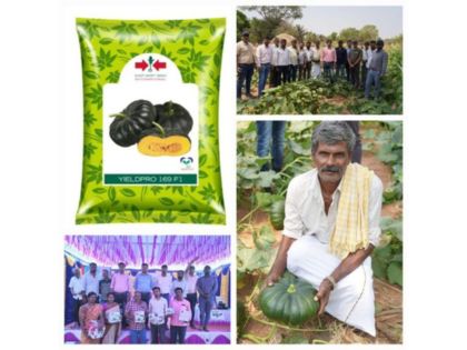 East-West Seed India Launches High-Yielding Hybrid Pumpkin, Yieldpro 169, Promising More Prosperity For Smallholder Farmers | East-West Seed India Launches High-Yielding Hybrid Pumpkin, Yieldpro 169, Promising More Prosperity For Smallholder Farmers