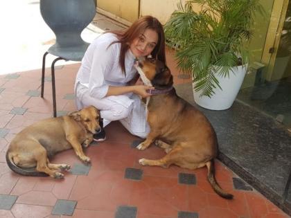 The dumb one is my life, the second home of the dumb dogs is Lucky Mishra’s house | The dumb one is my life, the second home of the dumb dogs is Lucky Mishra’s house The dumb one is my life, the second home of the dumb dogs is Lucky Mishra’s house | The dumb one is my life, the second home of the dumb dogs is Lucky Mishra’s house