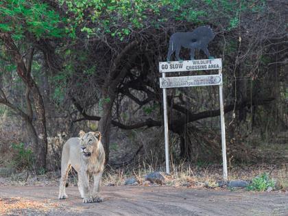 Responsible Driving in Animal Crossing Zones: A Lesson from the Asiatic Lion by Wildlife Photographer Dr. Karim Kadiwar | Responsible Driving in Animal Crossing Zones: A Lesson from the Asiatic Lion by Wildlife Photographer Dr. Karim Kadiwar Responsible Driving in Animal Crossing Zones: A Lesson from the Asiatic Lion by Wildlife Photographer Dr. Karim Kadiwar | Responsible Driving in Animal Crossing Zones: A Lesson from the Asiatic Lion by Wildlife Photographer Dr. Karim Kadiwar