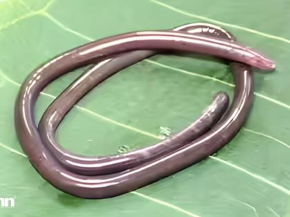 2026 Gegeneophis valmiki Discovery: Rare Amphibian Unearthed in India | 2026 Gegeneophis valmiki Discovery: Rare Amphibian Unearthed in India 2026 Gegeneophis valmiki Discovery: Rare Amphibian Unearthed in India | 2026 Gegeneophis valmiki Discovery: Rare Amphibian Unearthed in India