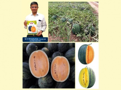 East-West Seed India launches Orange and Yellow Munch watermelons   | East-West Seed India launches Orange and Yellow Munch watermelons  