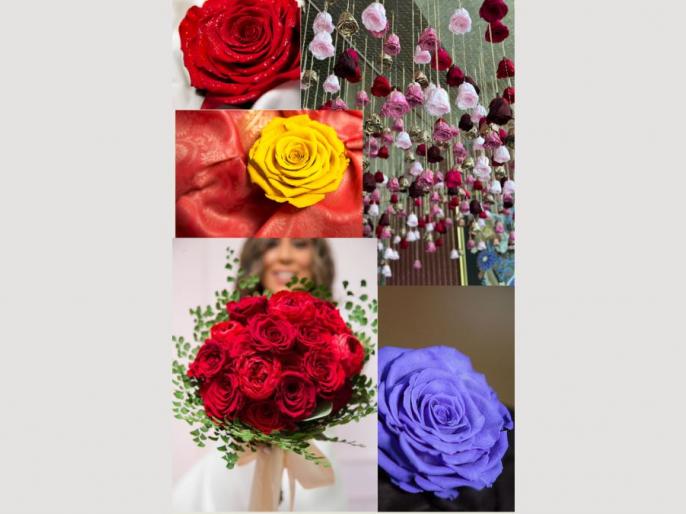 Forever Roses from Ecuador, The Perfect Blend of Beauty and