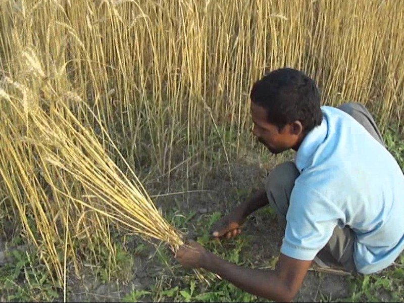 ल कड उन क वजह स क स न पर गहर त स कट ग ह क फसल क टन क नह म ल रह मजद र