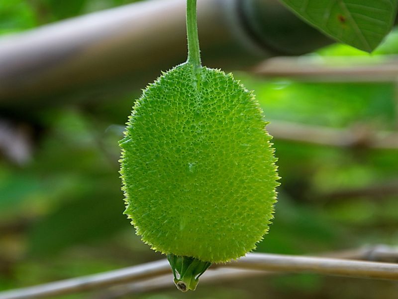 Kantola Vegetable Benefits