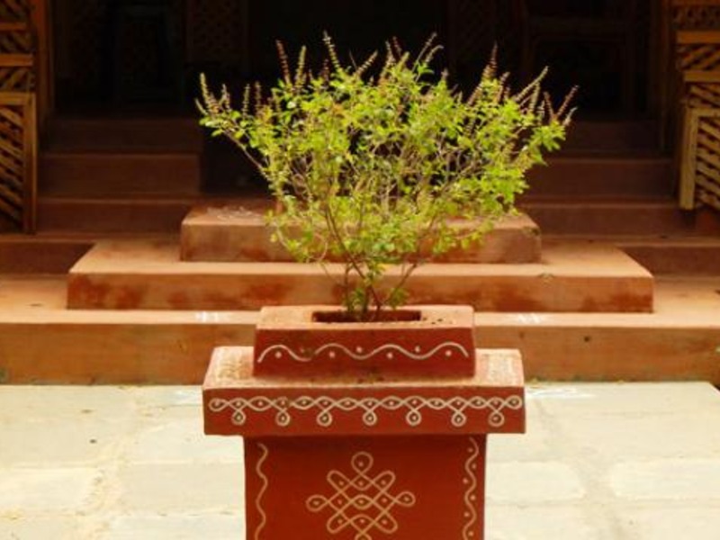 Tulsi Puja 2019 त लस प ज क समय न कर य 5 बड गलत य सब क छ ह ज एग बर ब द