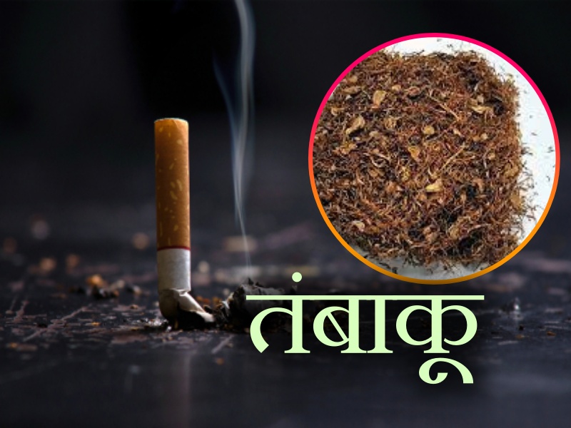 tobacco in hindi About 26.7 crore youth consume tobacco in India second consumer country  after China | भारत में करीब 26.7 करोड़ युवा तंबाकू का करते हैं सेवन, चीन के  बाद दूसरा उपभोक्ता देश