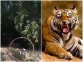 Video: बाघ ने हवा में इस शख्स को लपका, आगे जो हुआ उसने कर दिया सभी को हैरान - Hindi News | Fearless tiger attack a man, Video goes viral | Latest weird News at Lokmatnews.in