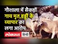 गौशाला में कई गाय मिली मृत,हड्डी के व्यापार का आरोप - Hindi News | Hundreds of cow found dead in Bhopal gaushala,aparks controversy | Latest india Videos at Lokmatnews.in