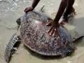 100 किलो का कछुआ फंस गया था किनारे, ऐसे फिर लौटा समुंदर की गोद में - Hindi News | 100 kg turtle released into the sea it washed ashore alive at Mandapam seashore in Ramanathapuram district tamilnadu | Latest india News at Lokmatnews.in